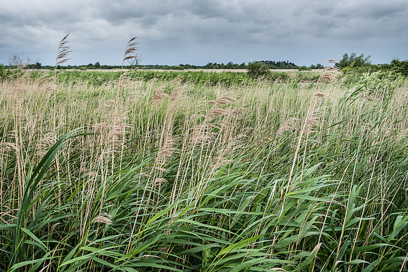The Rizlas in Norfolk