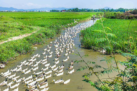 People from Vietnam and Thailand