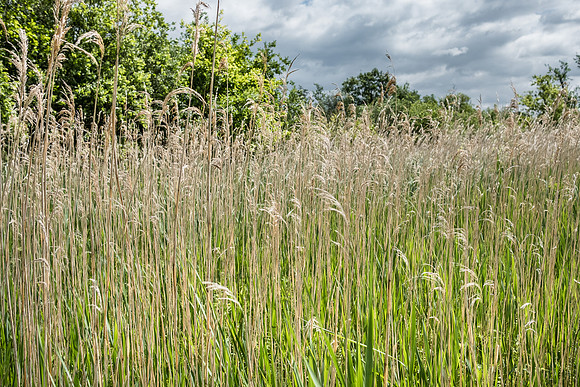 The Rizlas in Norfolk
