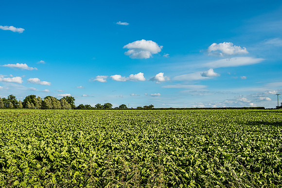The Rizlas in Norfolk